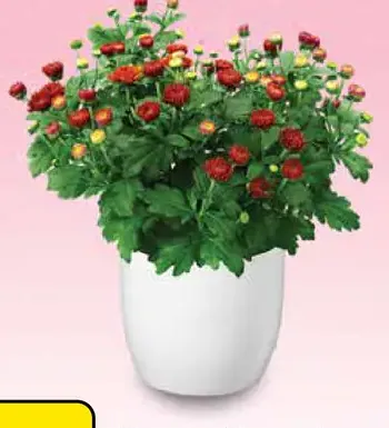 Chryzantéma mix