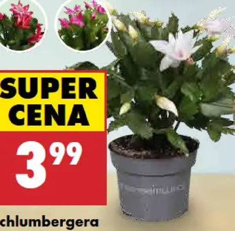 Schlumbergera