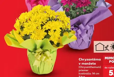 Chryzantéma v manžete (Chrysanthemum)