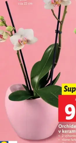 Orchidea v keramike