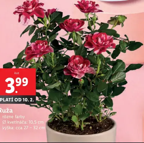 Ruža