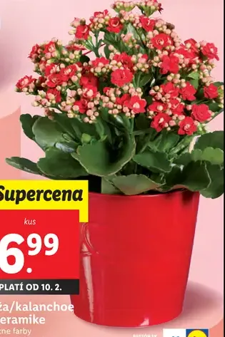 Ruža/kalanchoe v keramike