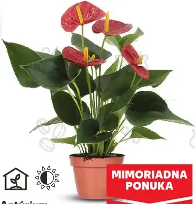 Antúrium Andreanovo