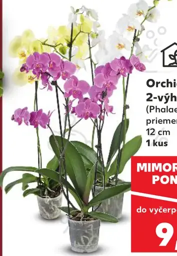 Orchidea 2-výhonková