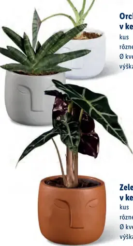 Mini orchidea v keramickom kvetináči