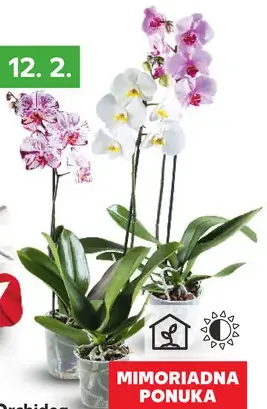 Orchidea 1-výhonková (Phalaenopsis)