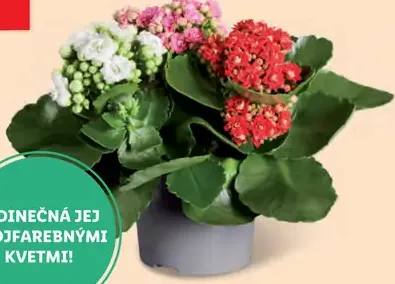 Kalanchoe