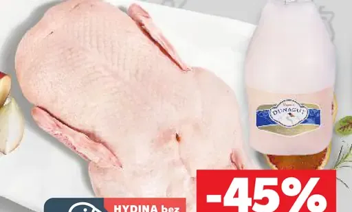Kačica