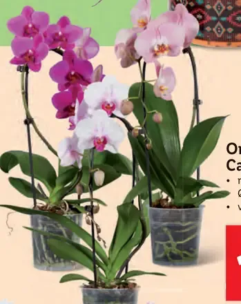 Orchidea Cascade