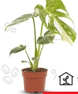Monstera 'Thai Constellation'