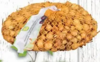 Cibuľa sadzačka Štuttgart