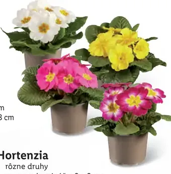 Hortenzia