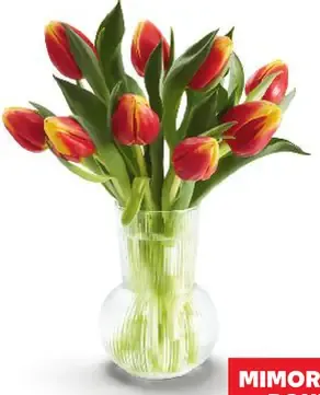 Kytica dvojfarebných tulipánov