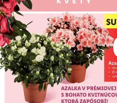 Azalka PREMIUM