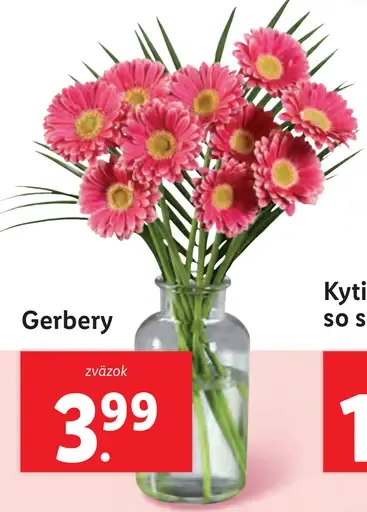 Gerbery