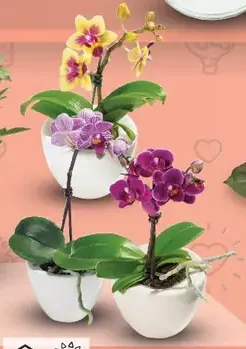 Mini orchidea v keramickom kvetináči