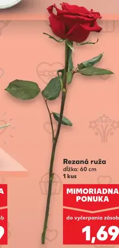 Rezaná ruža