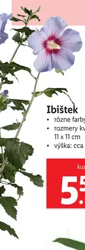 Ibistek