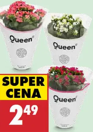Kalanchoe queen