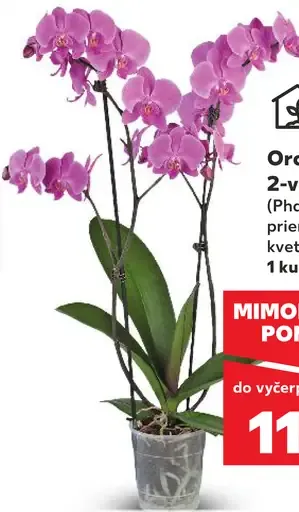 Orchidea phalaenopsis 2-výhonková