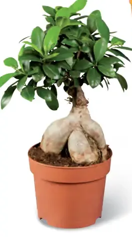 Ficus Ginseng