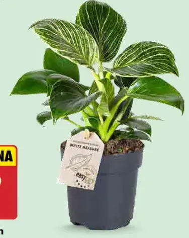 Philodendron