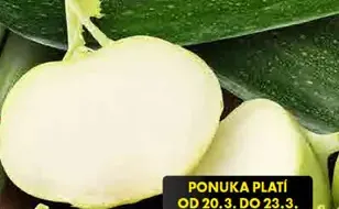 Cibuľka jarná