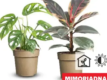 Figovník kaučukový alebo Monstera adansoni