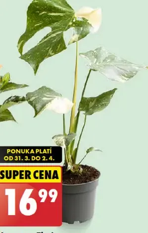 Monstera 'Thai Constellation'