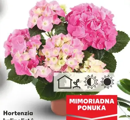 Hortenzia kalinolistá