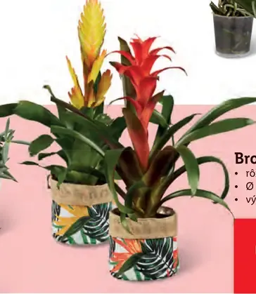 Bromélia