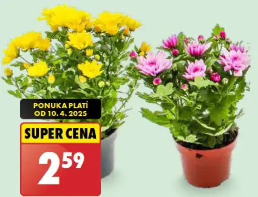 Chryzantéma v črepníku