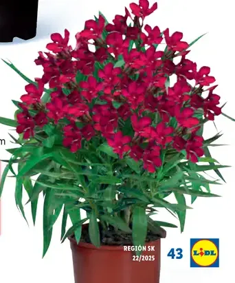 Oleander