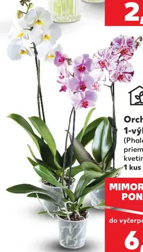 Orchidea Phalaenopsis