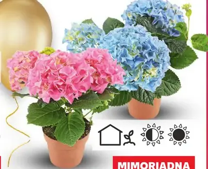 Hortenzia kalinolistá Hydrangea macrophylla