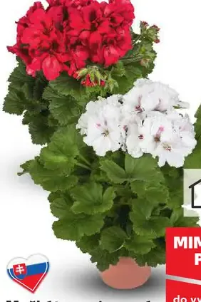 Muškát vzpriamený Pelargonium zonale