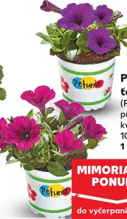 Petúnia ťahavá Petunia