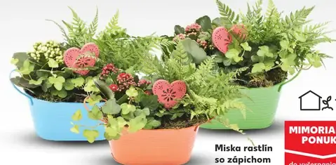 Miska rastlín so zápichom