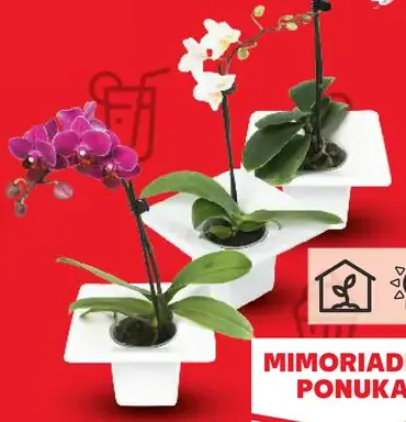 Mini orchidea v darčekovom balení