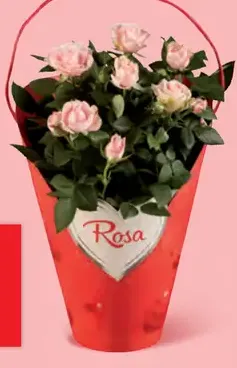 Ruže v darčekovej taške