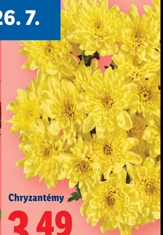 Chryzantémy