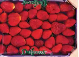 Jahody