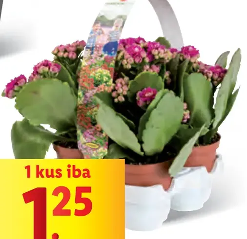 Kalanchoe