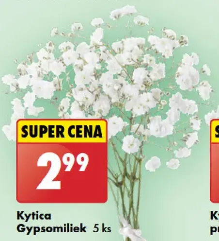 Kytica Gypsomiliek