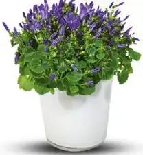 Zvonček v keramickom kvetináči (Campanula)