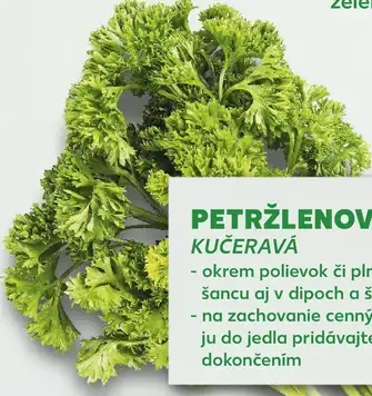 Petržlenová vňať kučeravá