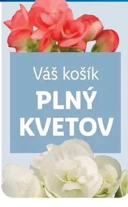 Olivovník