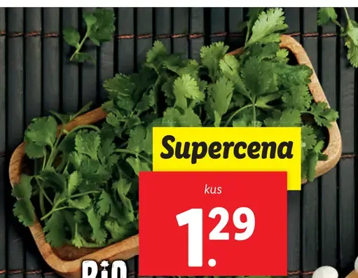 Bio Koriander v črepníku