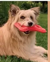 Nerf Dog Hádzač loptičiek
