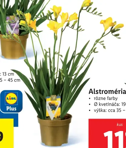 Alstroméria